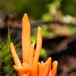 Toxic Behavior - Orange Fungus in Woodlands