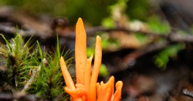 Toxic Behavior - Orange Fungus in Woodlands