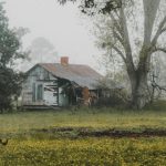 Portfolio Building - A farmhouse in the fog with chickens