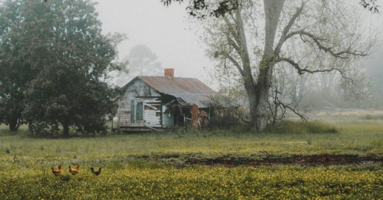 Portfolio Building - A farmhouse in the fog with chickens