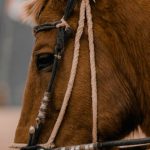 LinkedIn Profile - A close up of a horse's face