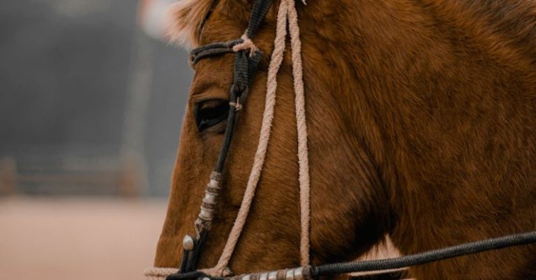 LinkedIn Profile - A close up of a horse's face