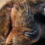 Accreditation Seal - Sea Lion