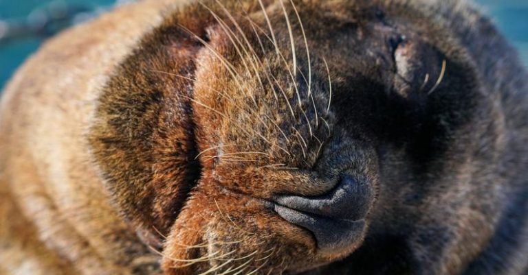 Accreditation Seal - Sea Lion